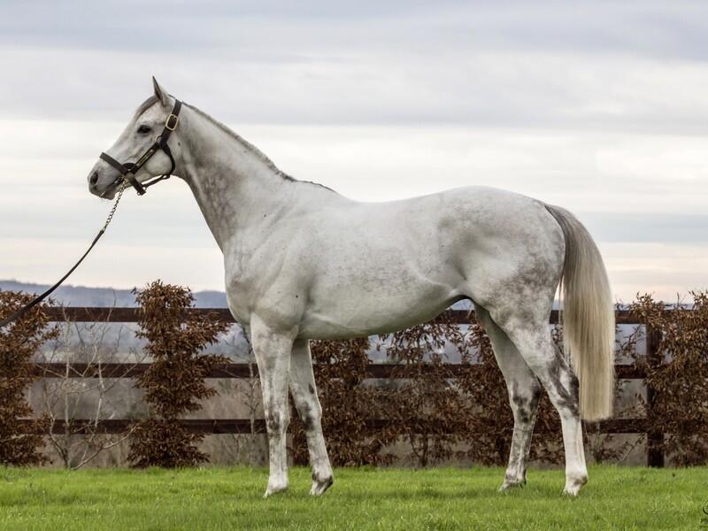 ETALON MOISES HAS@haras du Hoguenet