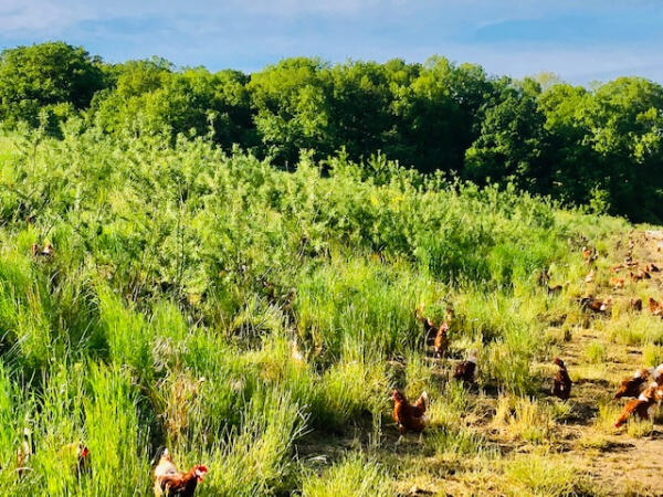Elevage de poules