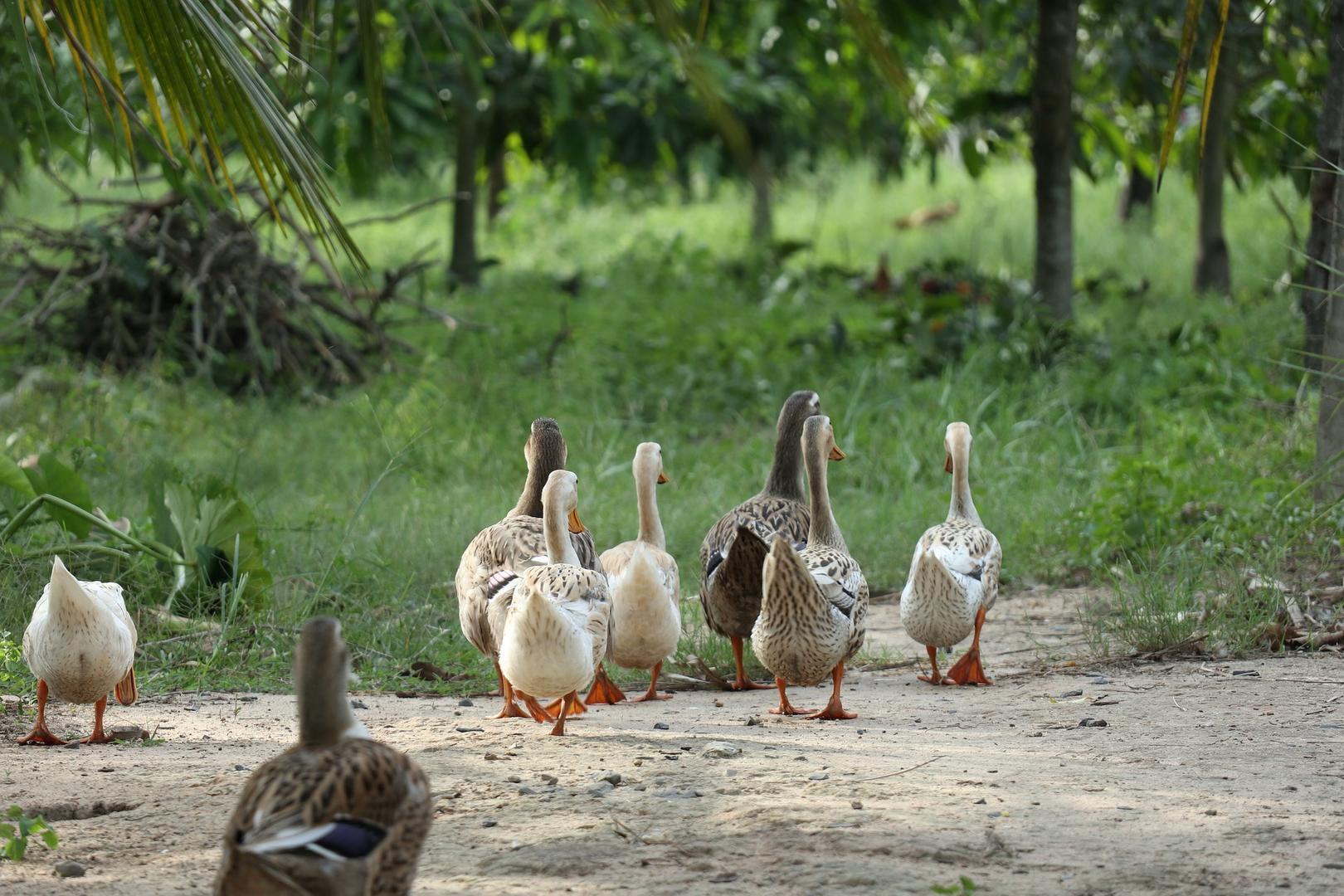 Elevage de canards