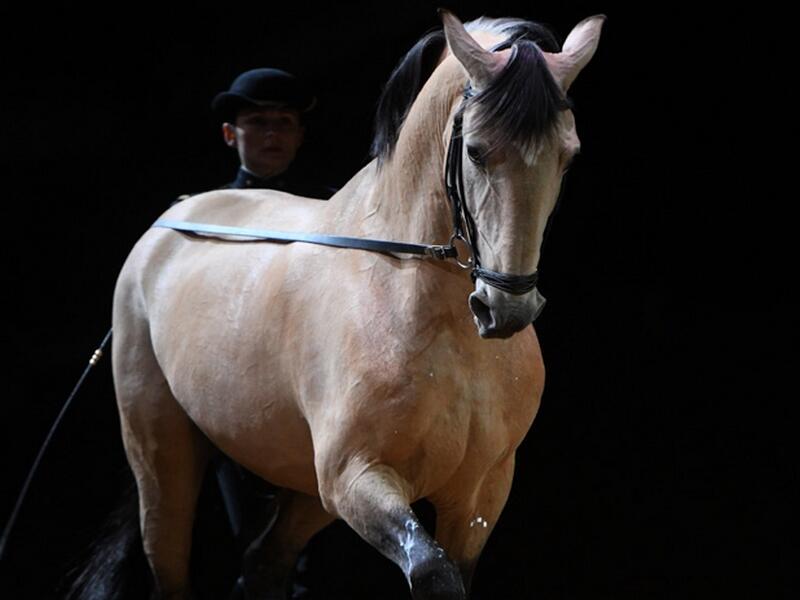 Equitation de tradition française - Crédit Alain Laurioux (5) (complicité)