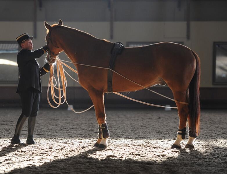 Equitation de tradition française - Crédit Alain Laurioux (6)