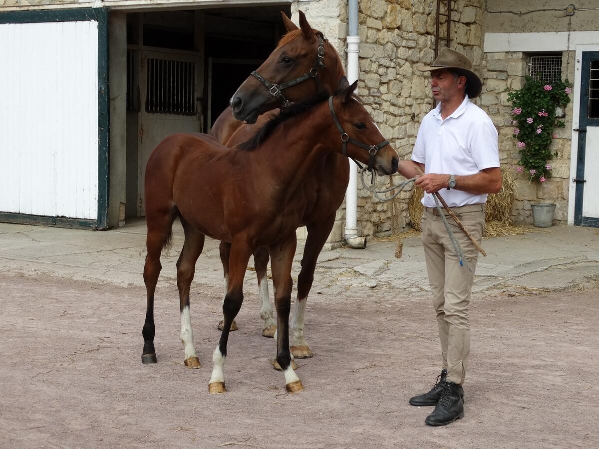 Haras d'écajeul ©Sdufour-Lisieux Normandie (1)