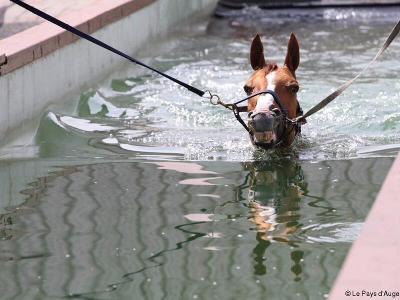 Hipposea1