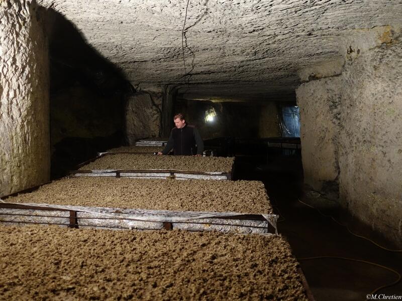 La Champignonnière d'Orbec