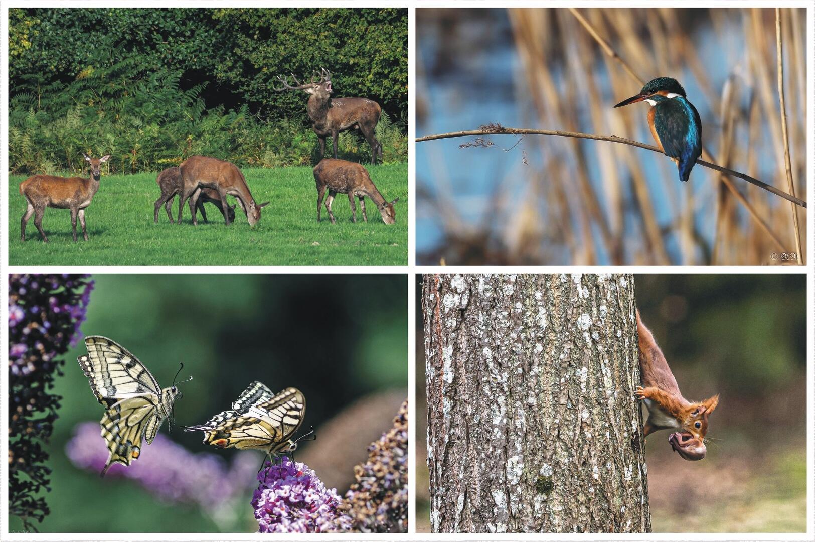 Nature, faune et flore