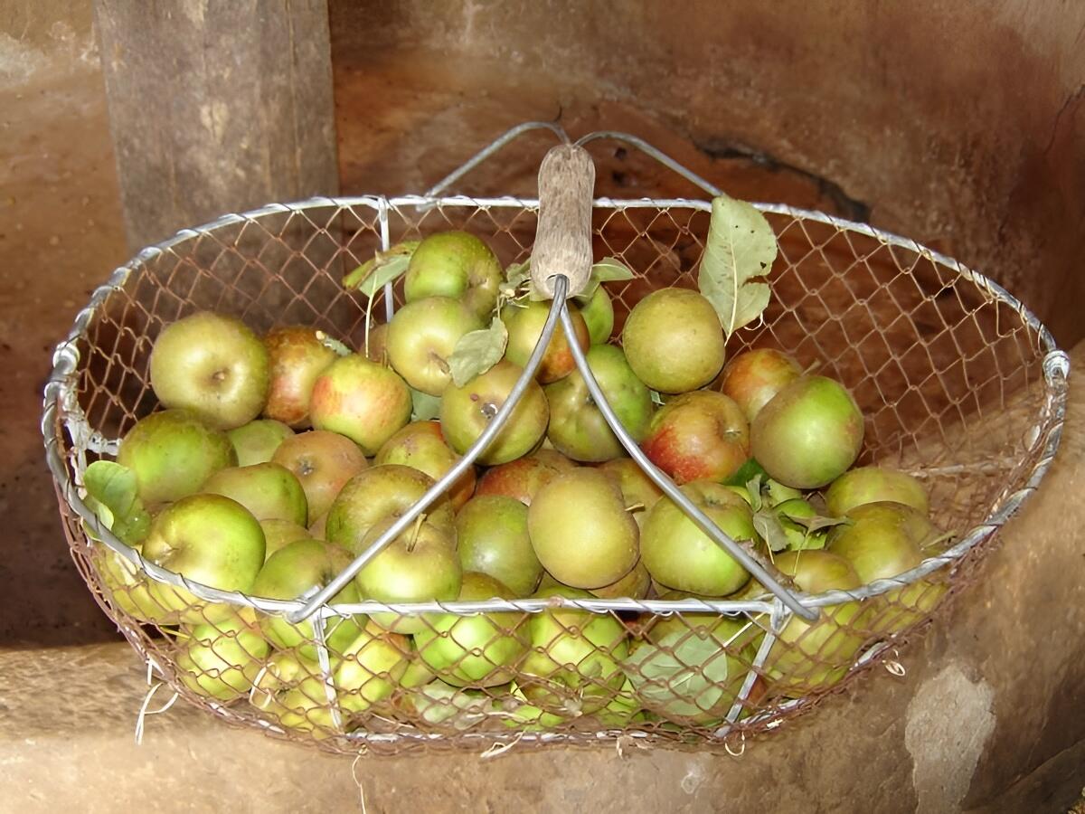 Panier de pommes © V Hublin