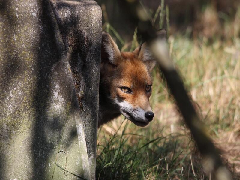 parc animalier dame blanche