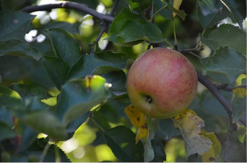Pomme