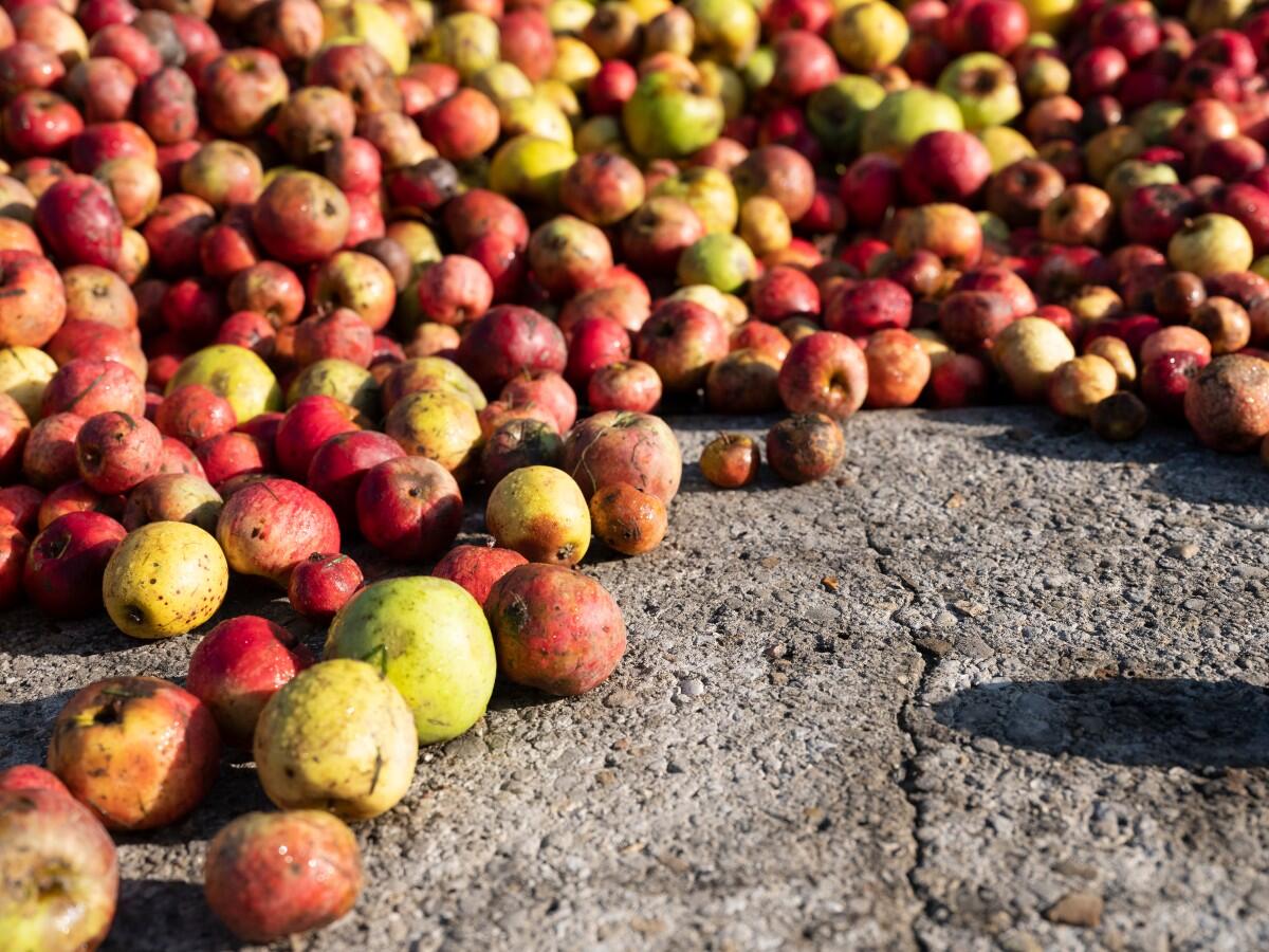 pomme à cidre