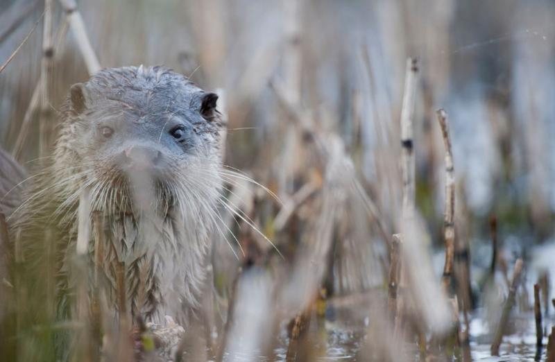 11 balade loutre et loup 3 septembre