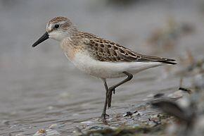 290px-Calidris-pusilla-001