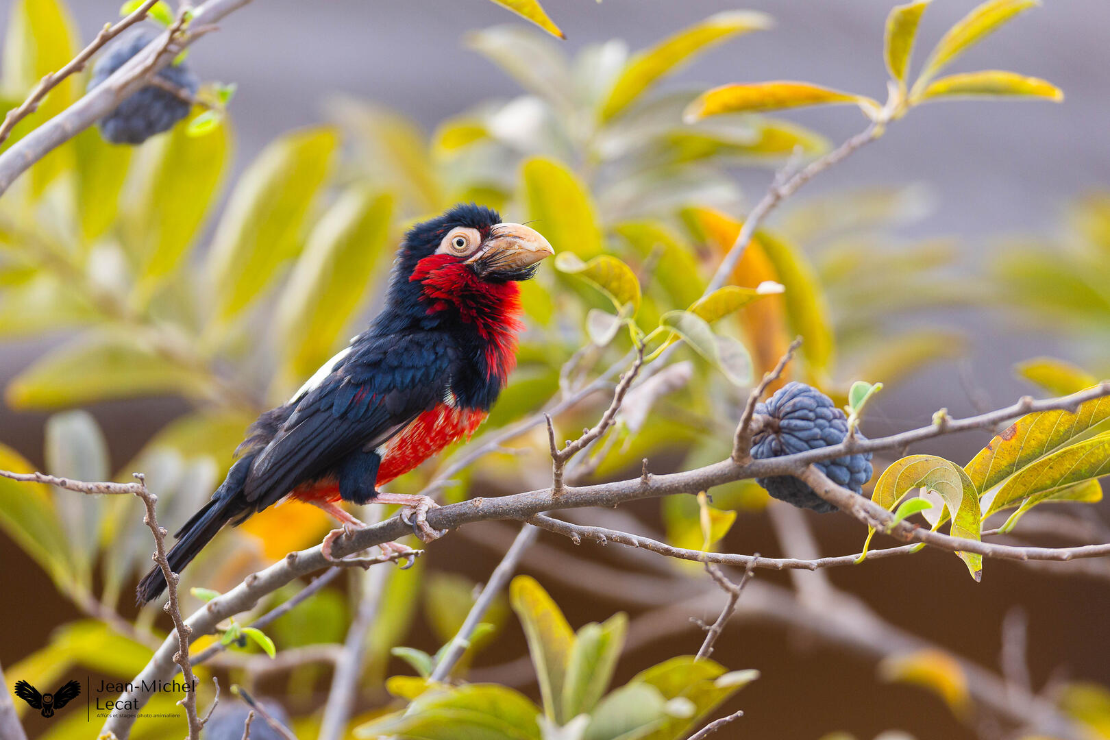 Barbican àpoitrine rouge light-2380