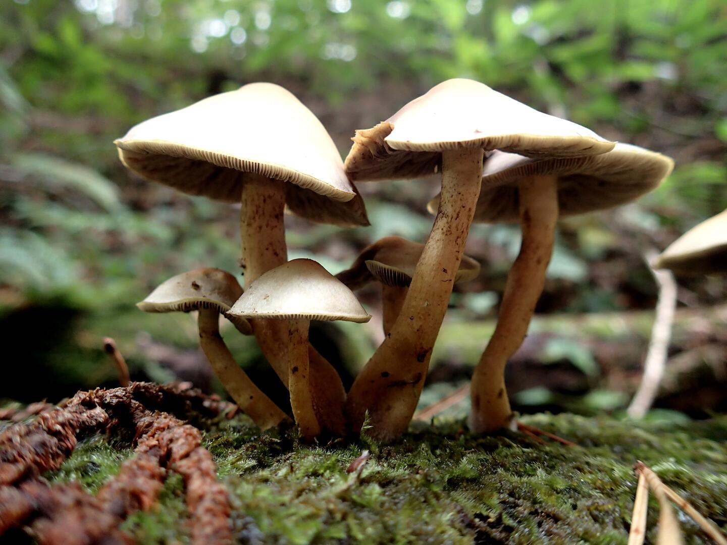 Les champignons d'automne