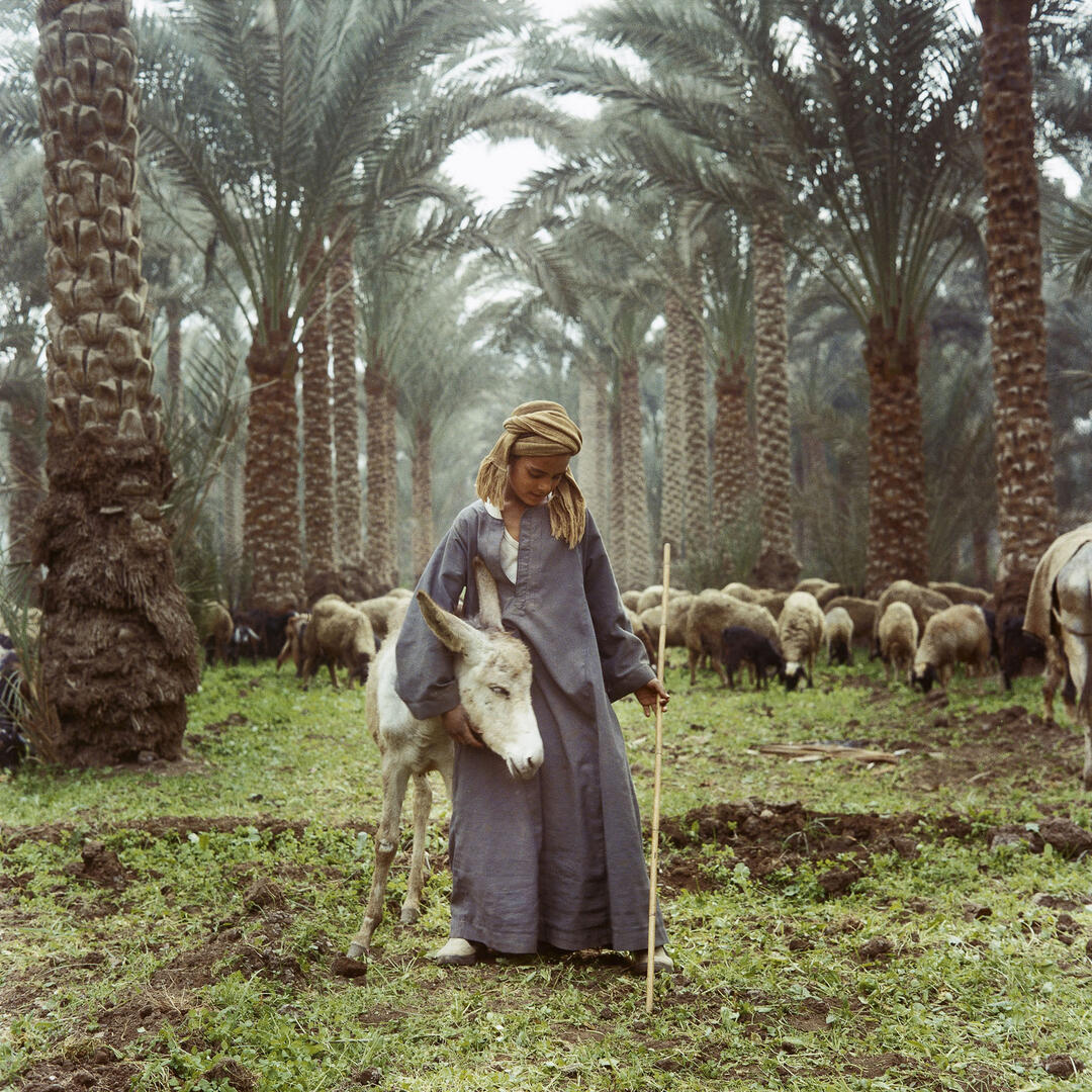 Denis Dailleux, Berger à Sabhara, 1996, coll. L’Imagerie centre d’art