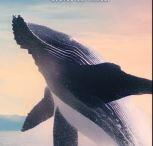 Curieux d'Armor : Plongeon entre Baleine et Thon !