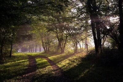 Forêt de Beffou