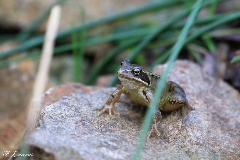 Grenouille rousse