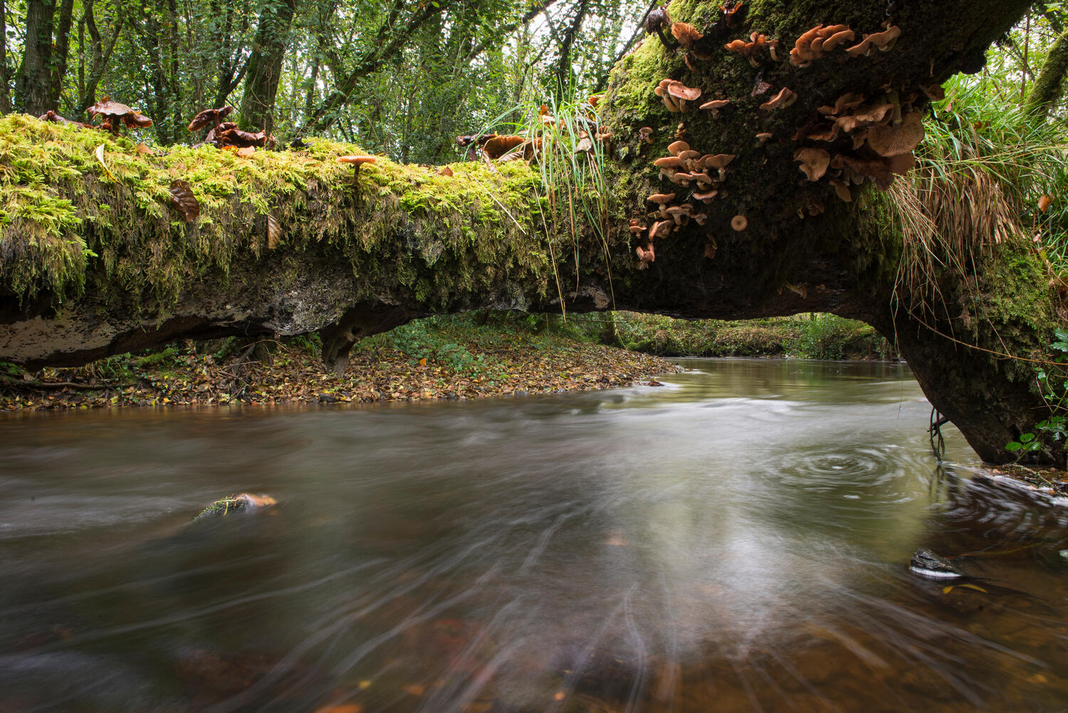 Léguer, riviere sauvage-int © S. Jouon