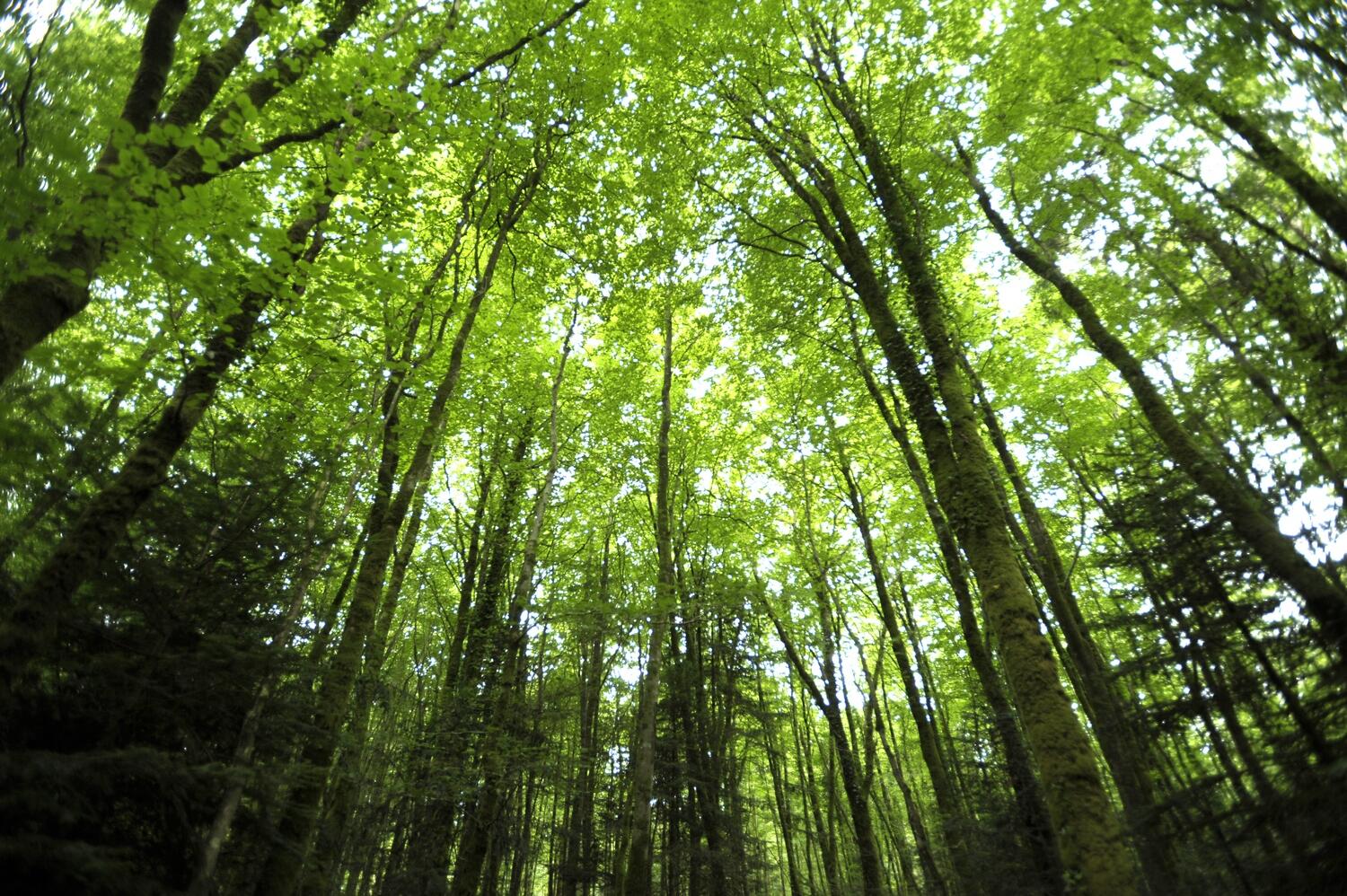 Loguivy-Plougras Beffou 1er aout © Thierry Jeandot