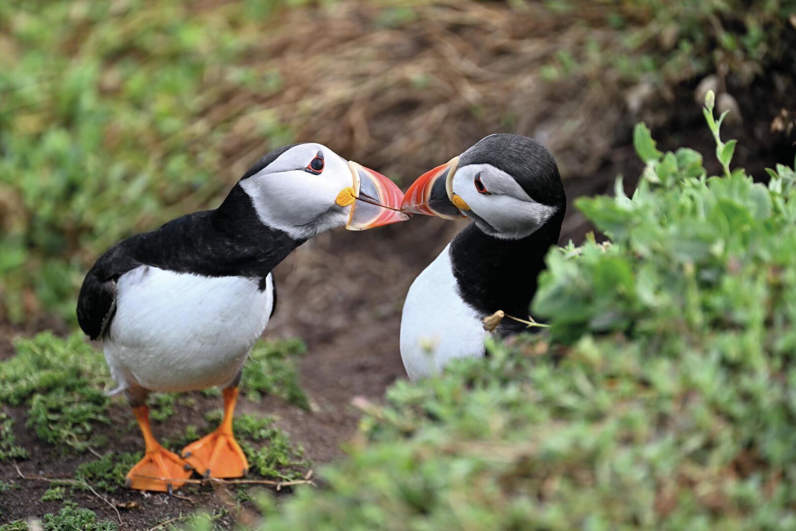 Puffins, Saltee Island, Co Wexford