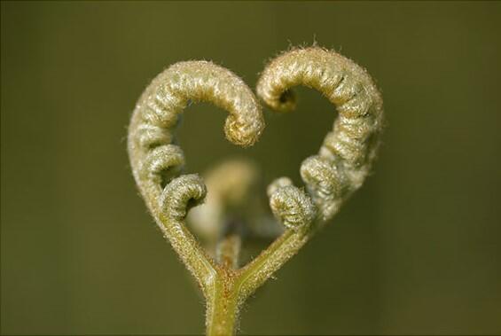 SJ Love Nature min