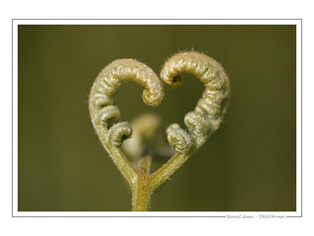 SJ_love nature-min
