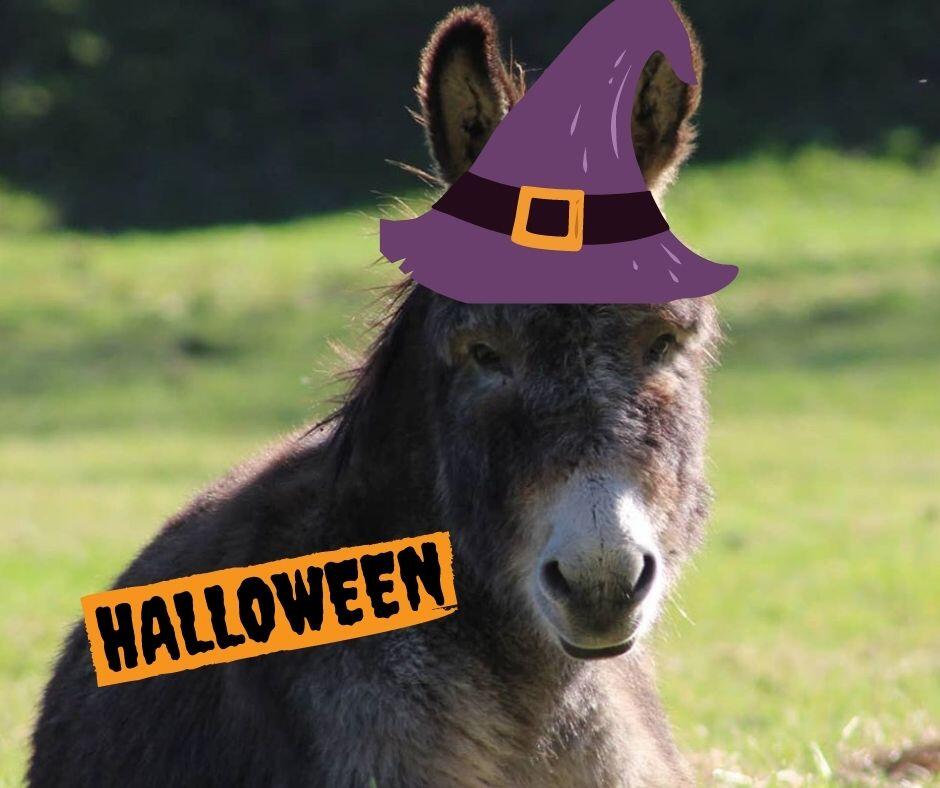 Halloween avec les ânes