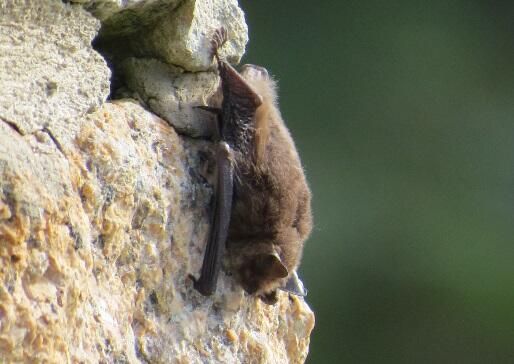 chauve-souris-14