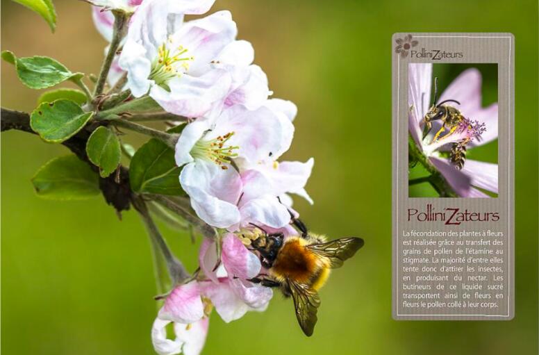 expo-Pollinizateur