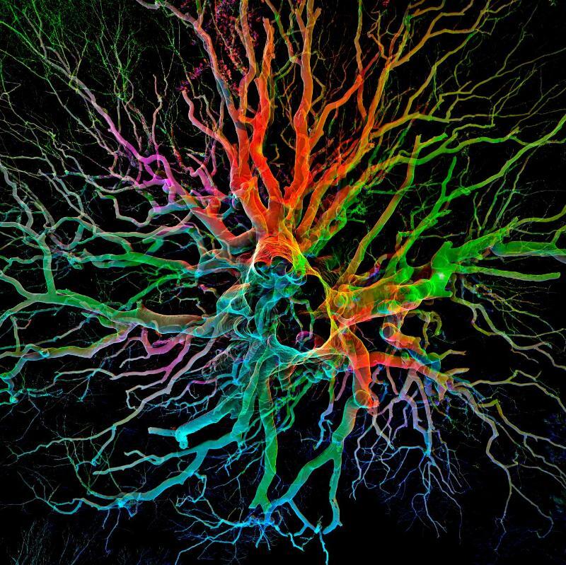 expo arbres remarquables en 3D ©Yan Koch