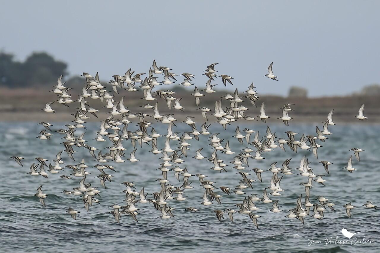 oiseaux migrateurs