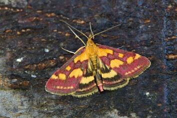 papillon de nuit-Papeteries Vallée