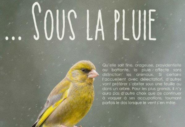 sous la pluie
