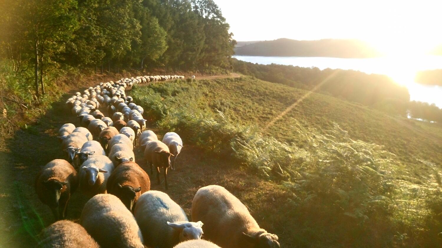 moutons_3