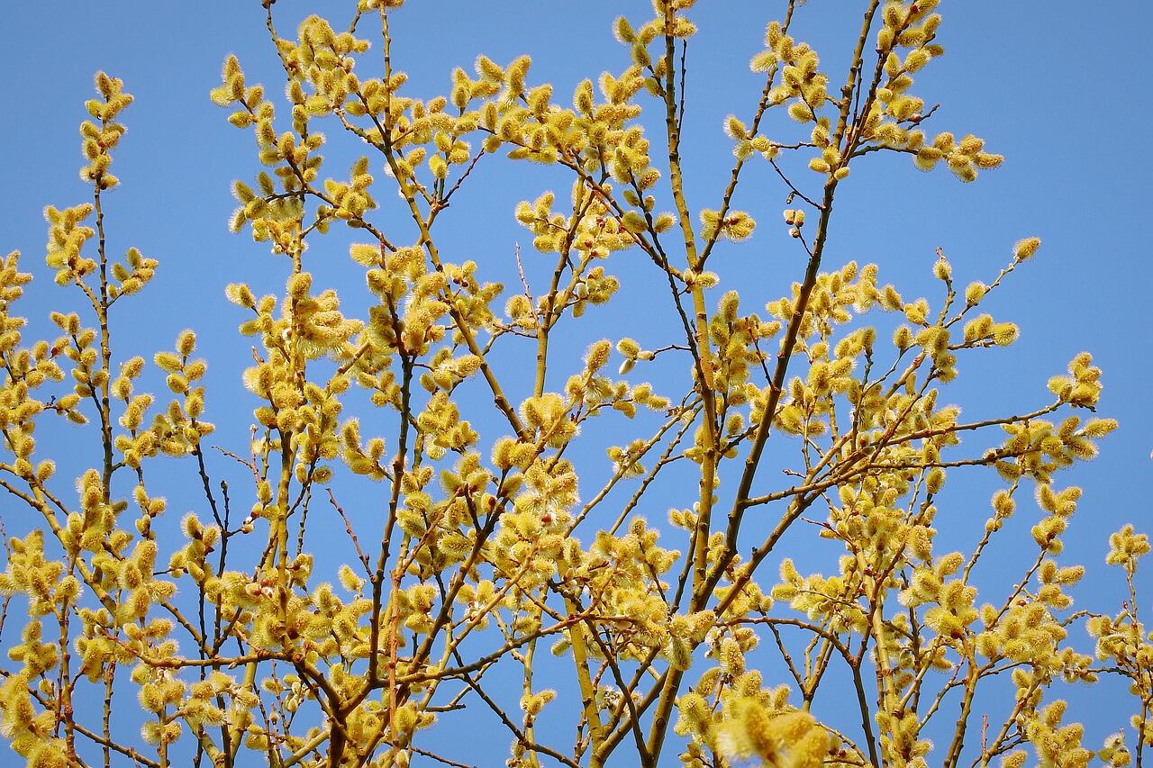 tree-gc3a24577b_1280