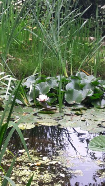 Cite-des_insectes (3)