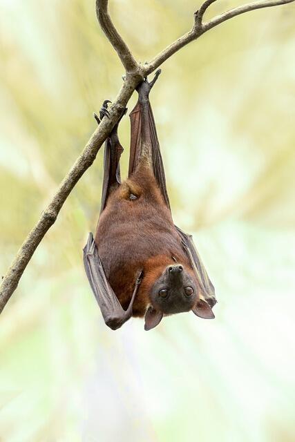 bat-ge6d1d5aa8_640