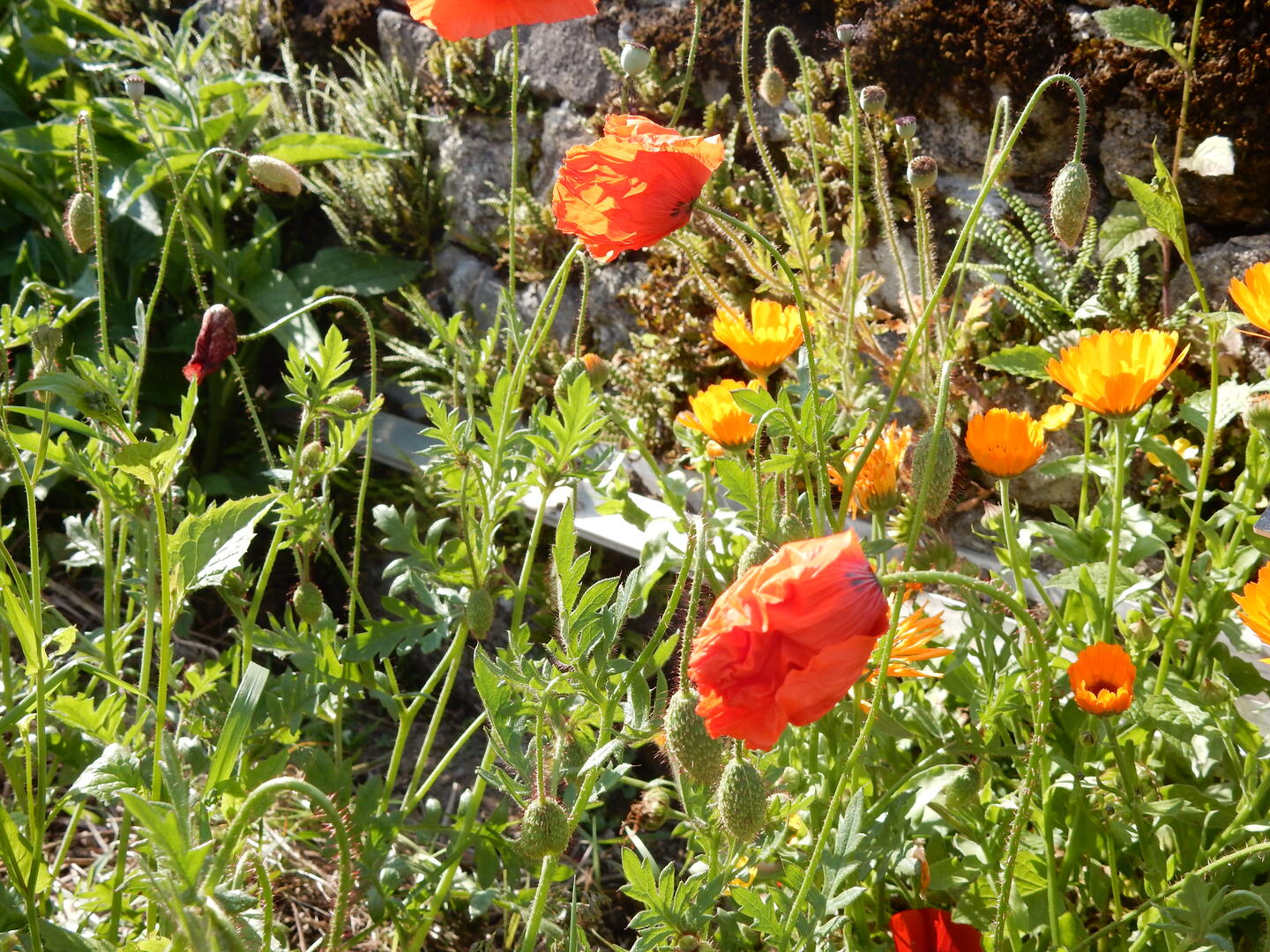 callune_jardin_simples