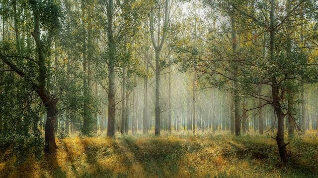 forest-geab608c89_640