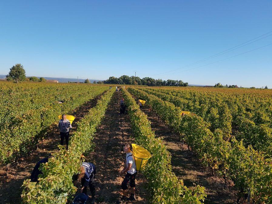 Domaine_du_Haut_Montlong©Domaine du Haut Montlong (3)_1