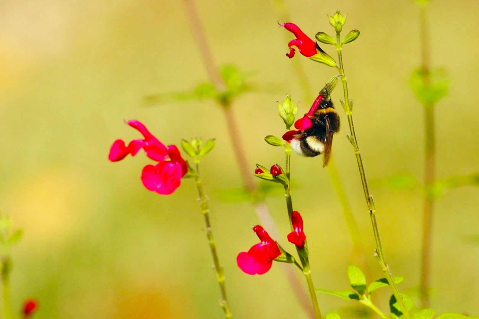 Fleurs-insecte
