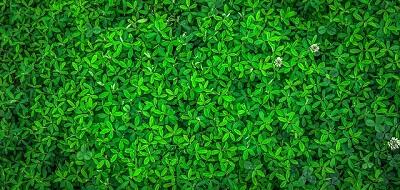 FEUILLES