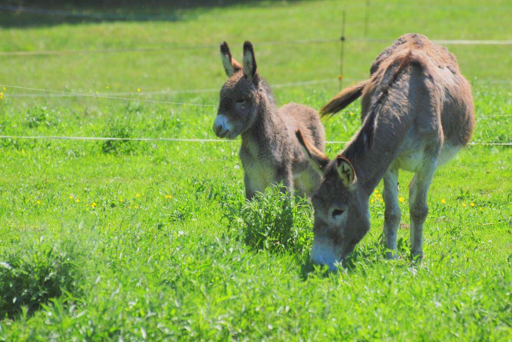 Ferme Greletti