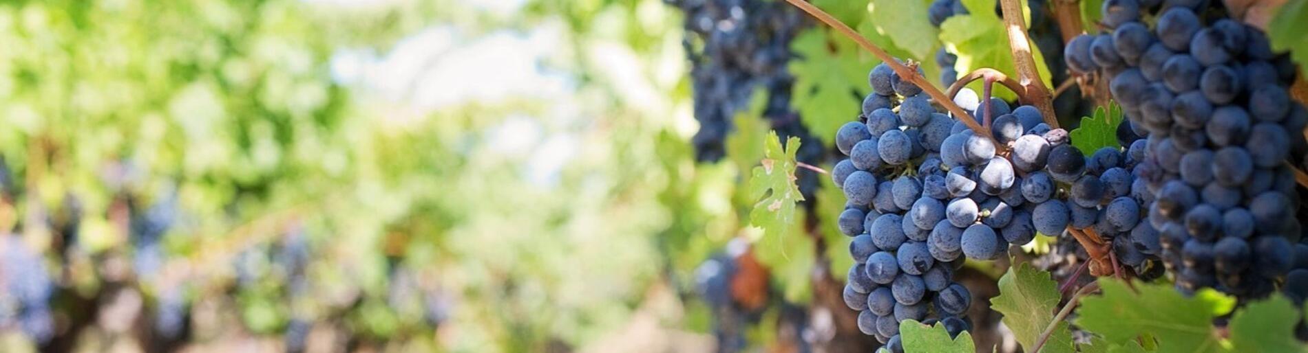 Fete des vendanges