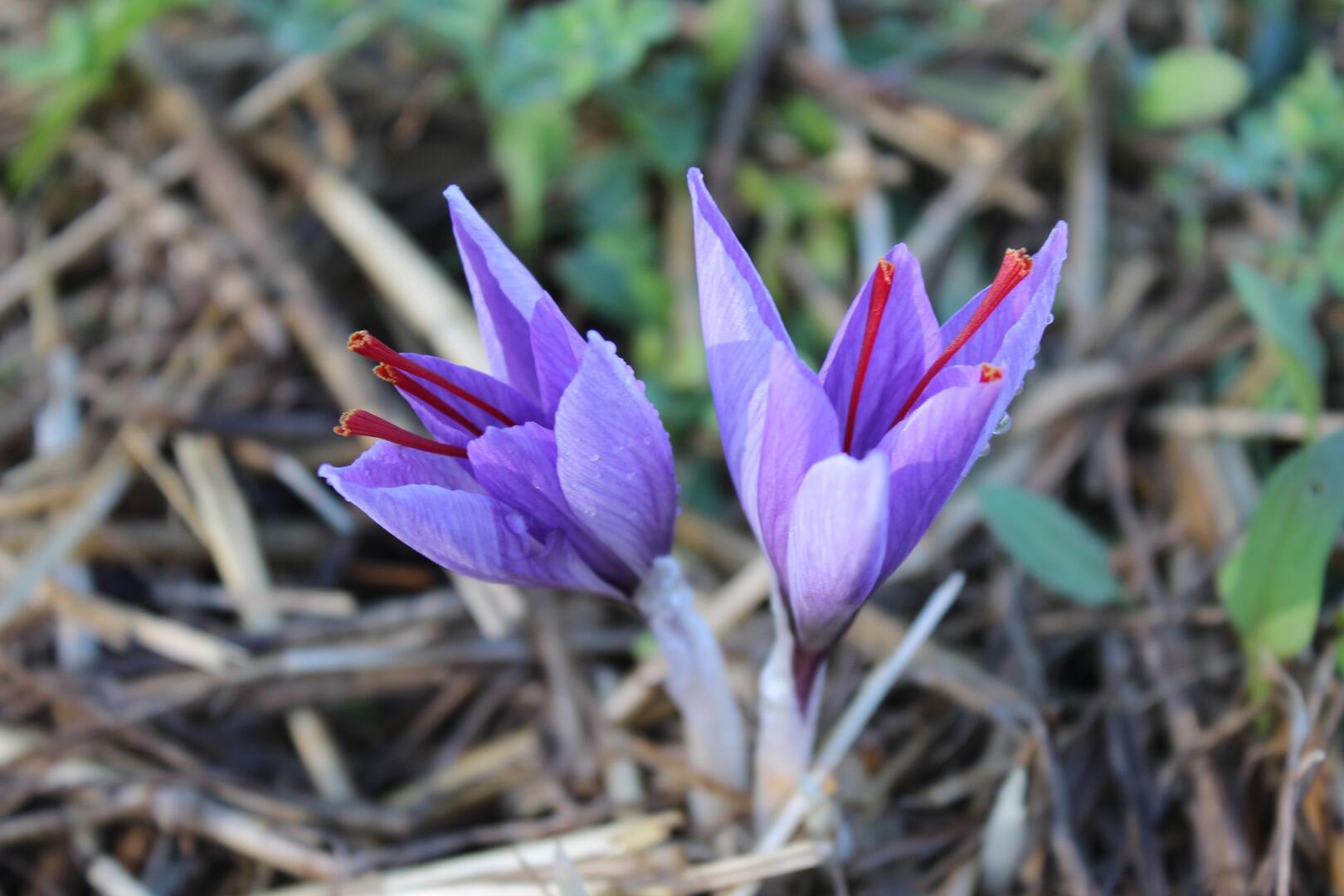 Fleur de safran
