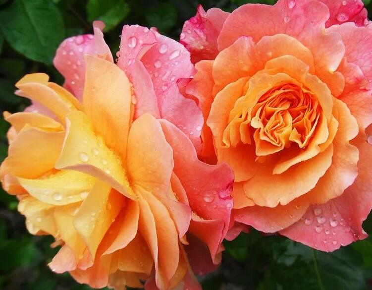 Fleurs