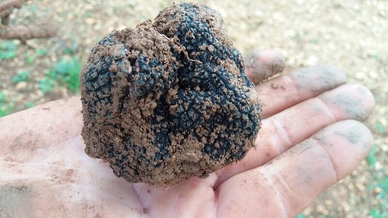 Journée de la Truffe et des produits régionaux