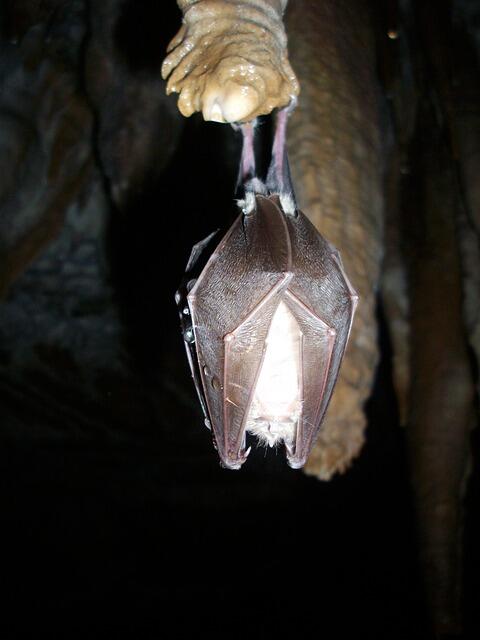 bat-324843_640