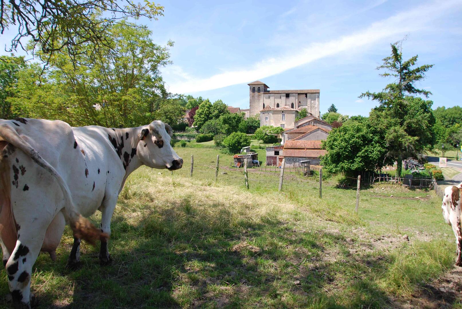 campagne vache
