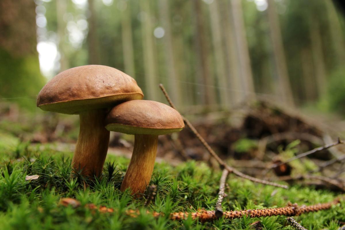 champignons comestibles